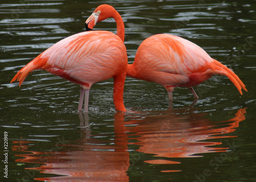 a pair  in pink