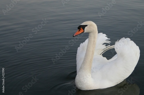 white swan 1