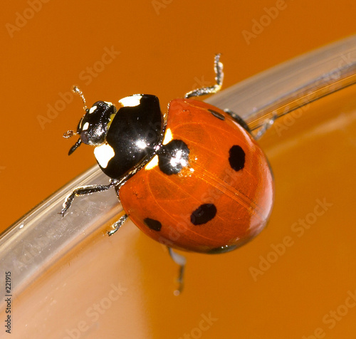 coccinelle sur fond orange photo