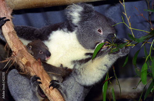 koala et petit