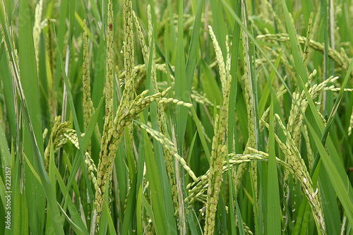 close-up of a rice plant