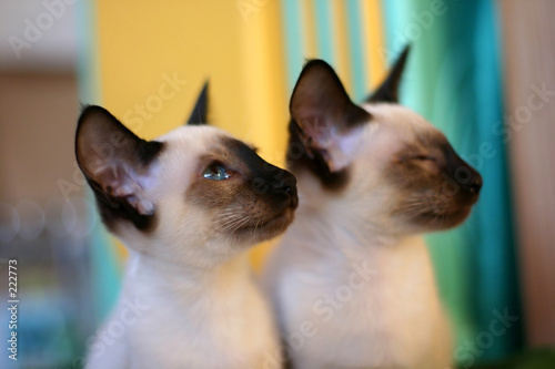 Foto cat