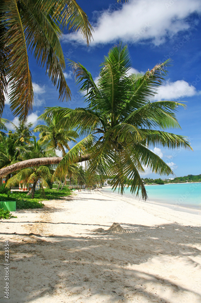 Fototapeta premium guam bent coconut tree