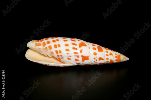 guam seashell 1