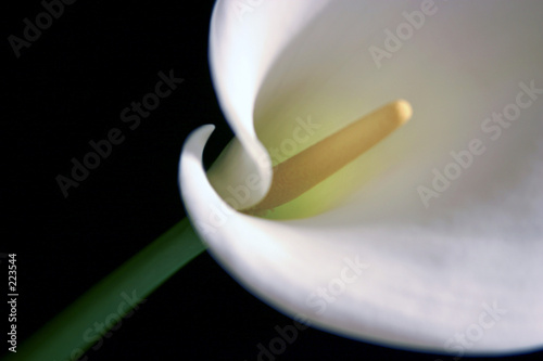 Leinwanddruck Bild - David MacFarlane : calla lily 6