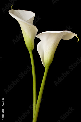 Canvas-taulu calla lilies 2