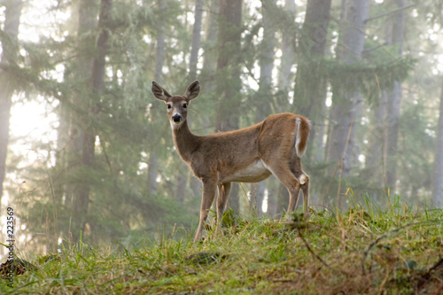 deer 1 © David MacFarlane