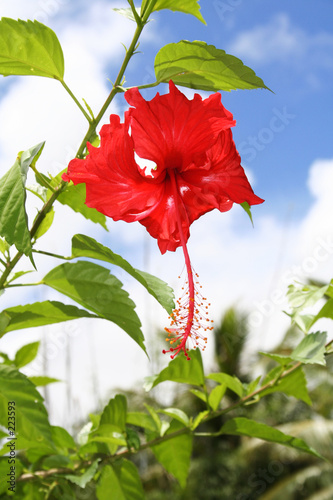 red hibiscus 2