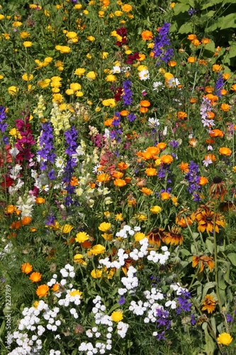 gartenblumen