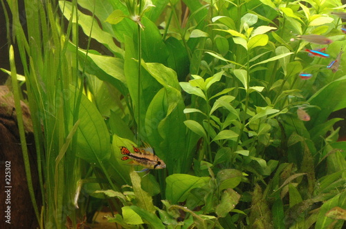 aquarium plantes et poissons