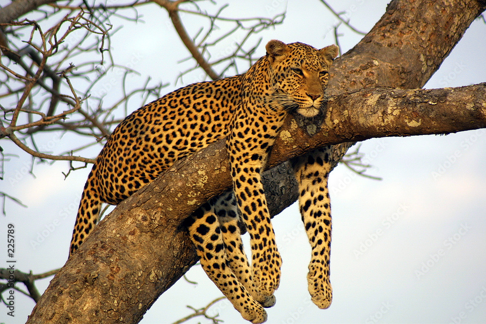 lazy lounging leopard - obrazy, fototapety, plakaty 