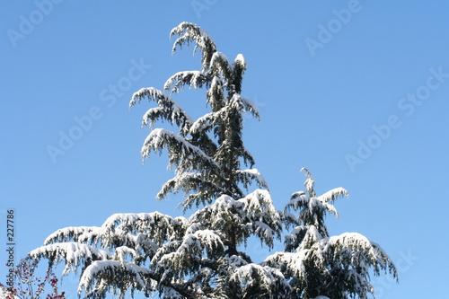 sapin enneigé