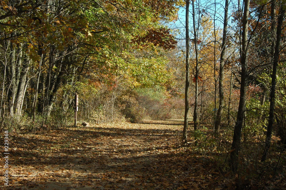 trail in the woods