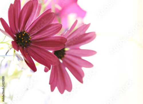 flowers1