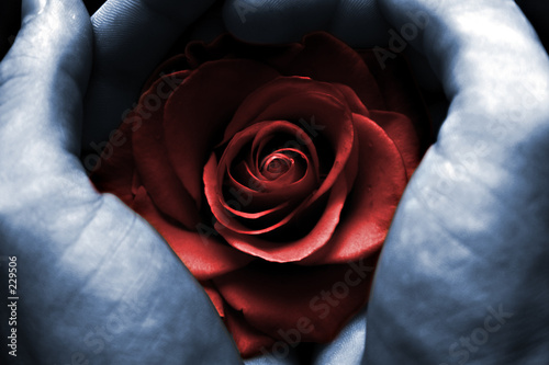 red rose