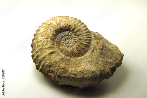 ammonite fossil