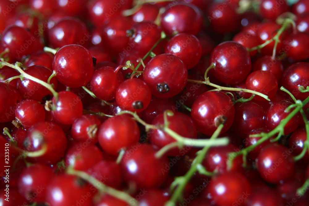 rote johannisbeeren rote johannisbeeren
