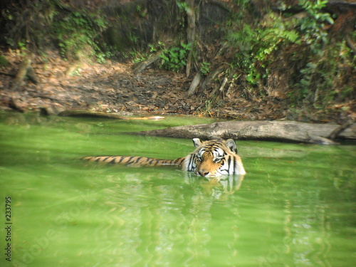 triger in a pond photo