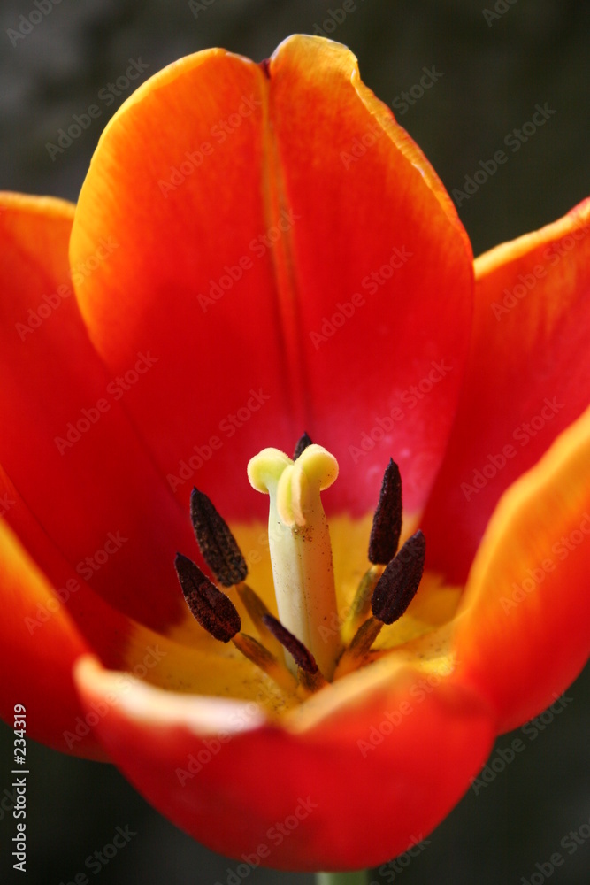 tulpe orange-gelb