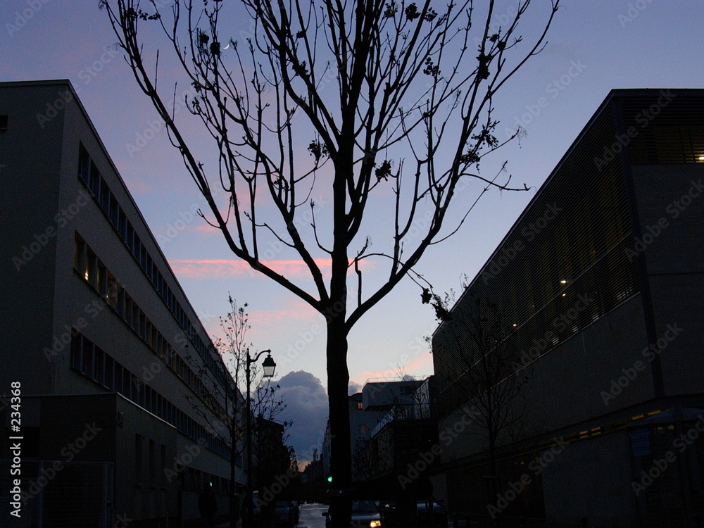1 arbre en ville le soir