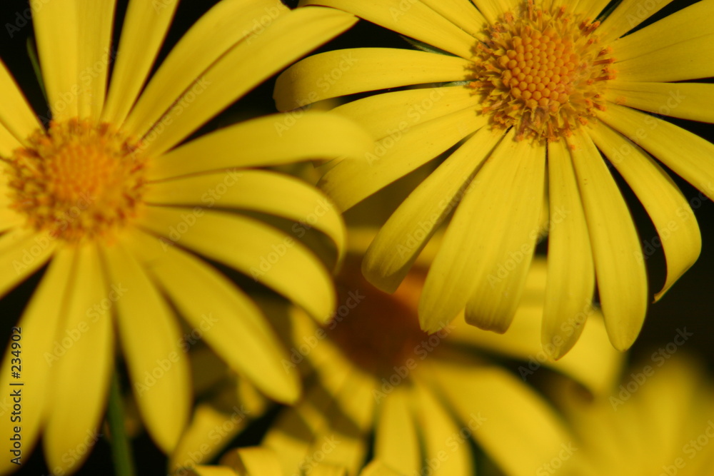 gelbe margeriten StockFoto Adobe Stock