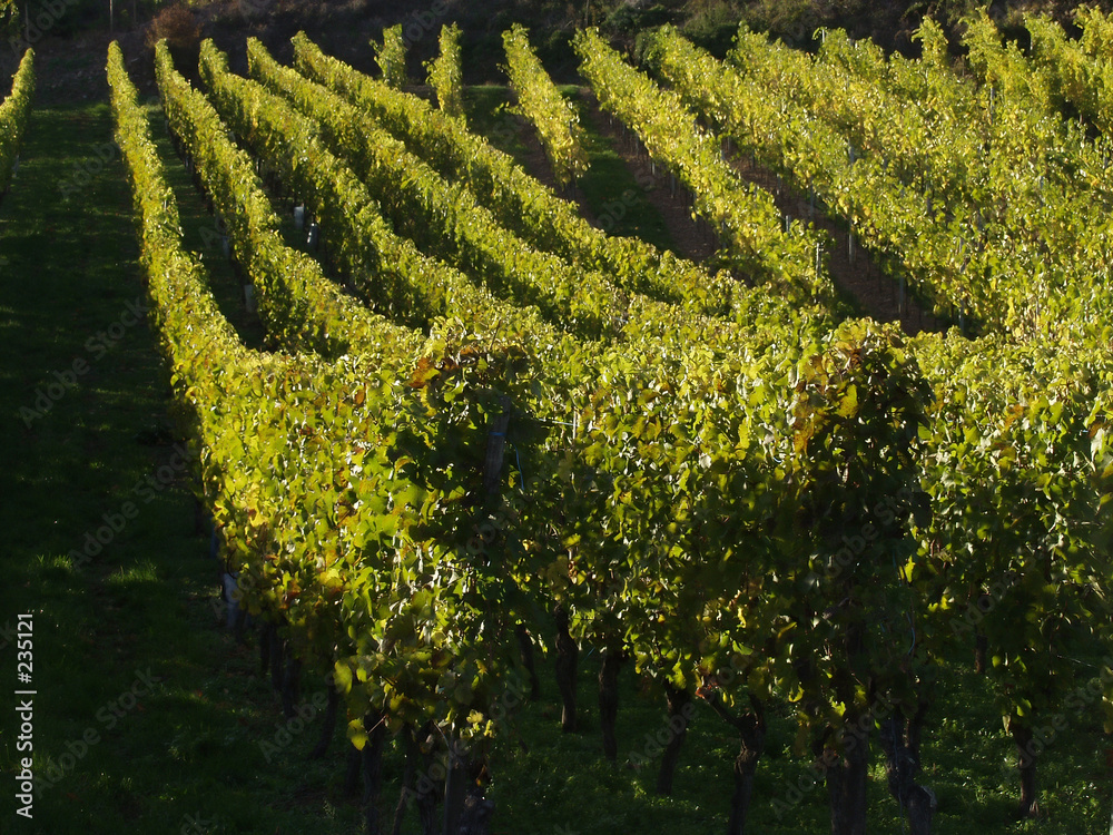 alsacian vineyards