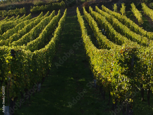 alsacian vineyards