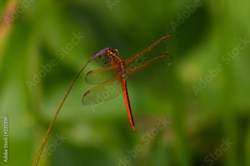 drgfly9549.jpg