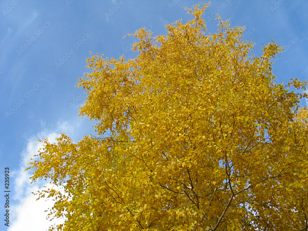golden autumn golden autumn