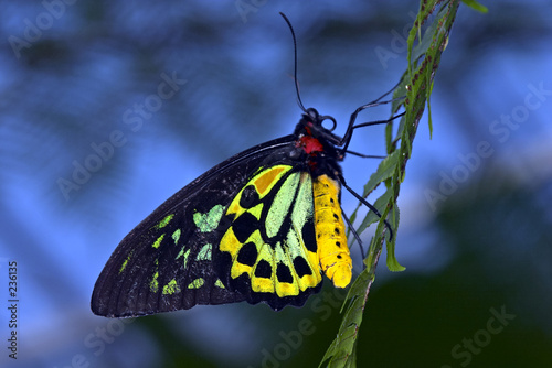 birdwing photo