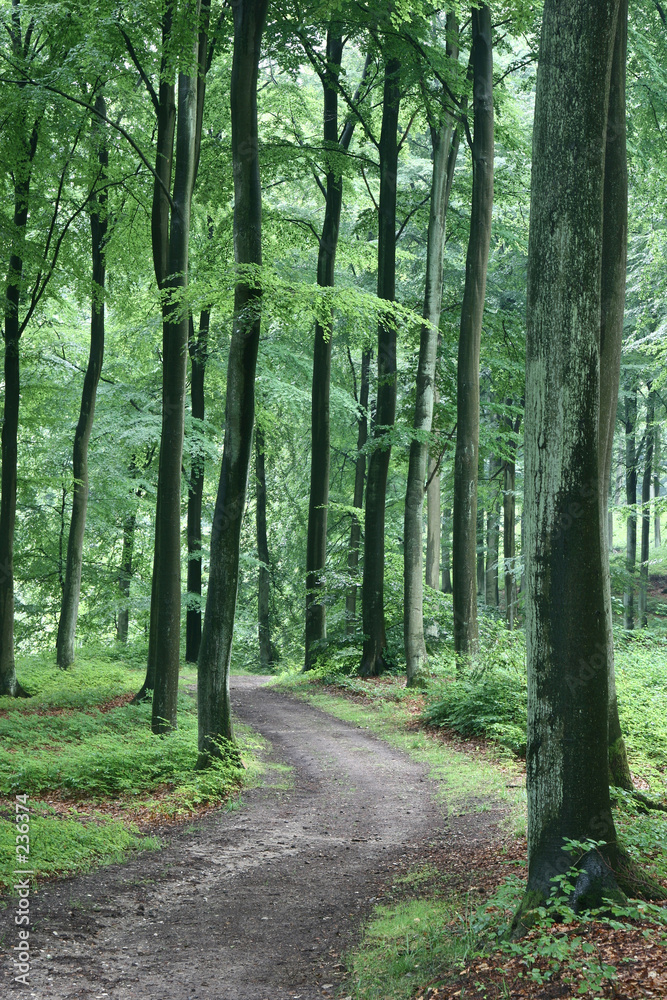 Naklejka premium rudeskov path