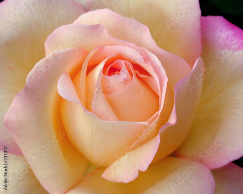 pink rose