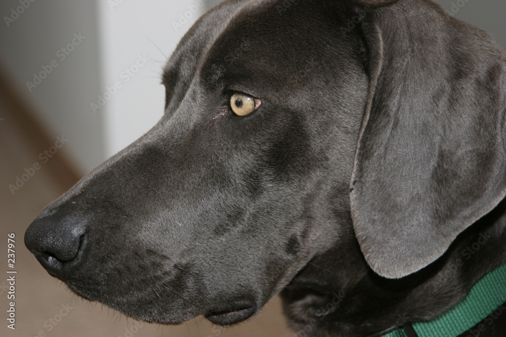 dog, blue weimeraner profile head shot, eye, ear