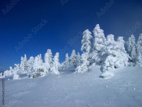 white trees