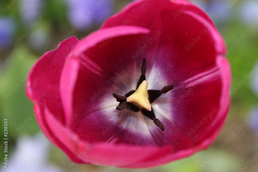 tulpe rosa von oben tulpe rosa von oben