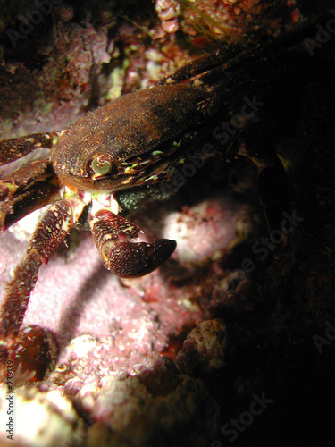 crabe avec ses oeufs © fabien revest