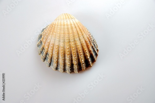 coquillage 2