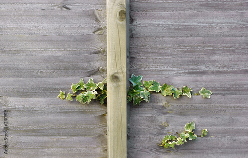 wooden fencing with ivy