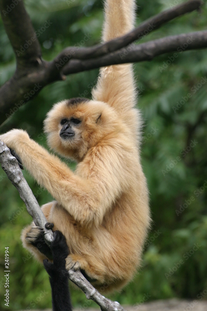 Fototapeta premium blonder gibbon