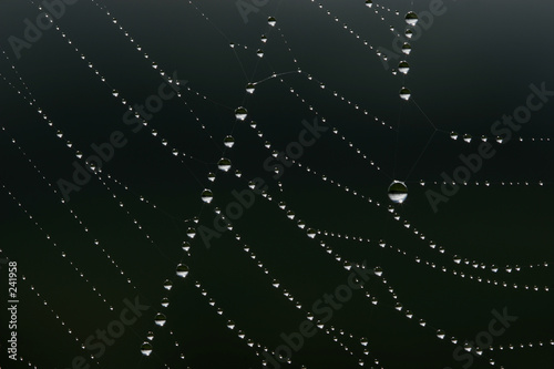 dewrops on a cobweb