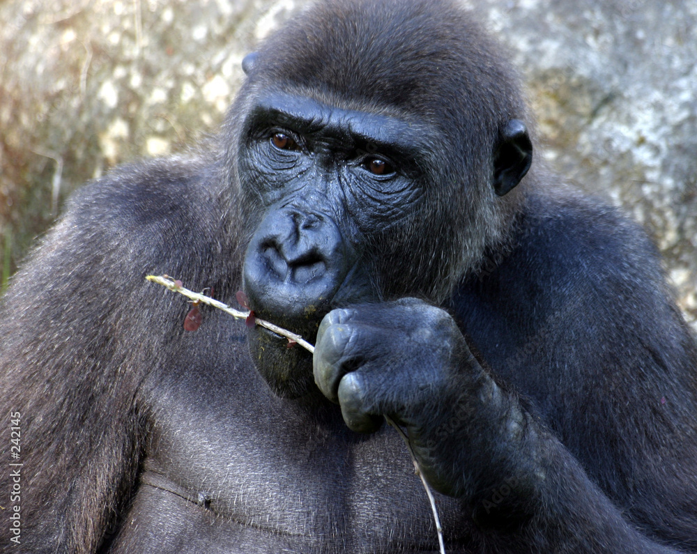 Obraz premium gorilla