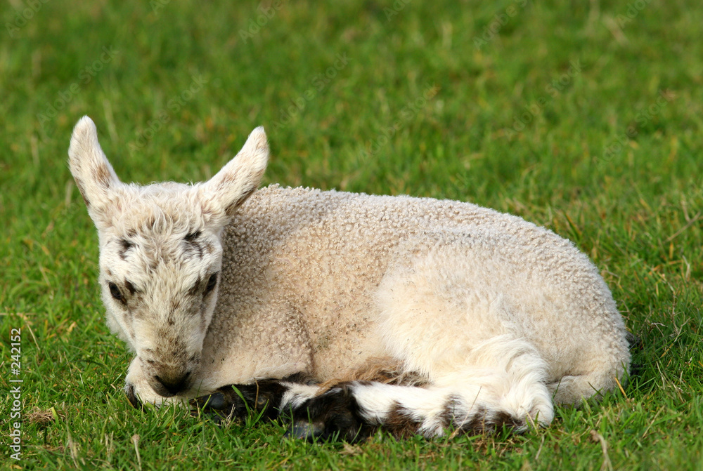 Obraz premium lonely lamb