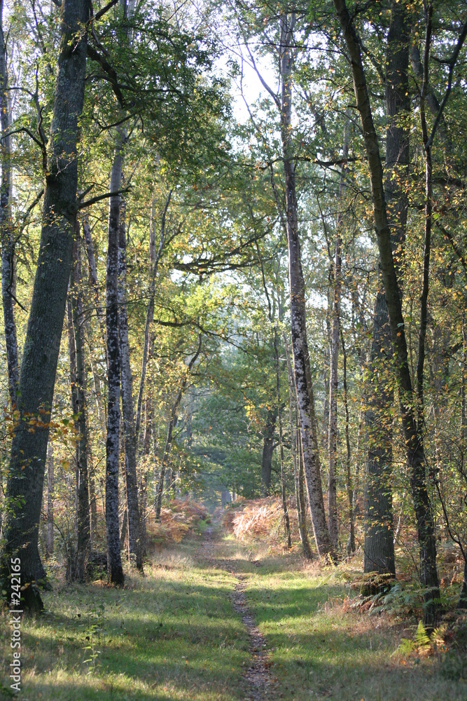 foret automne