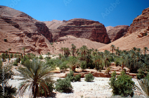 palmeraie du sud marocain