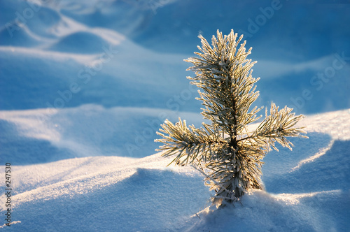 pine in snow