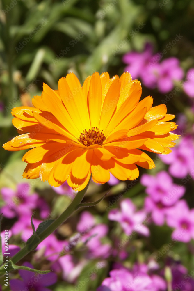 orange flower on sunny day orange flower on sunny day
