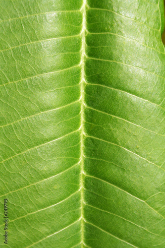 plumeria leaf detail