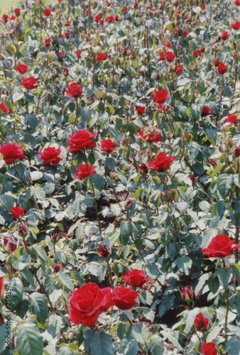 rose garden