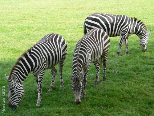 cerza - groupe de zebre