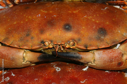 edible crab 01